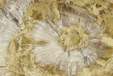Polished Petrified Wood (Araucaria) Round - Madagascar #355321-1